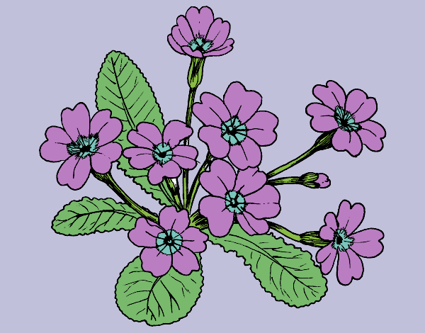 Dibujo Primula pintado por evaglam