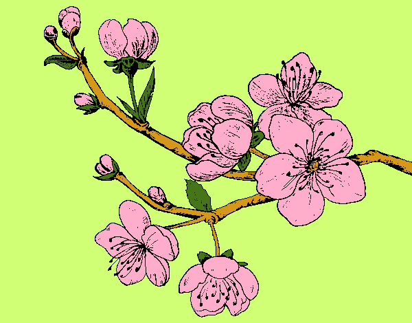 Dibujo Rama de cerezo pintado por evaglam
