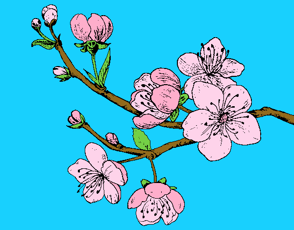Dibujo Rama de cerezo pintado por Biankyss