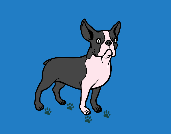 Dibujo Perro bulldog francés pintado por evaglam