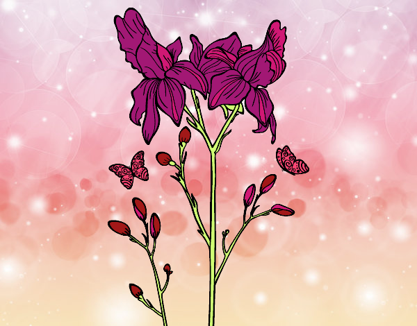 Flor de Iris