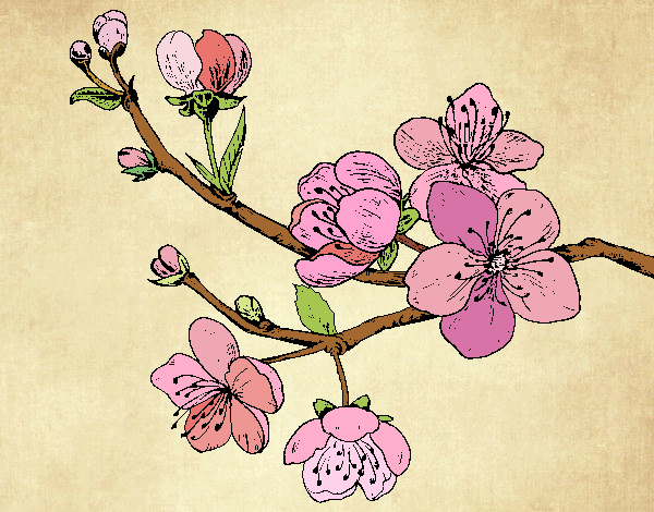 Dibujo Rama de cerezo pintado por JOSEMG
