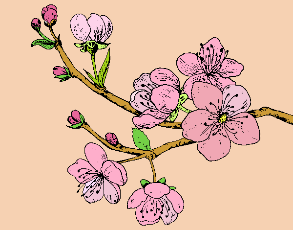 Dibujo Rama de cerezo pintado por yussette 