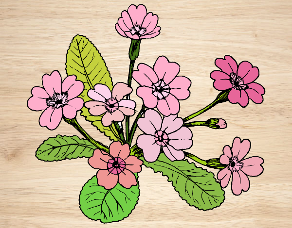Dibujo Primula pintado por yussette 