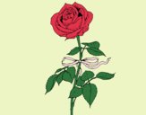 Dibujo Una rosa pintado por Evelyn16