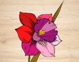 Dibujo Flor de narciso pintado por Memecito 
