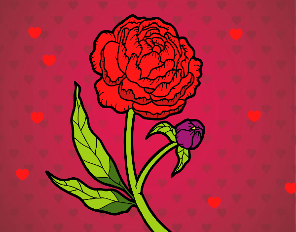la rosa del amor 