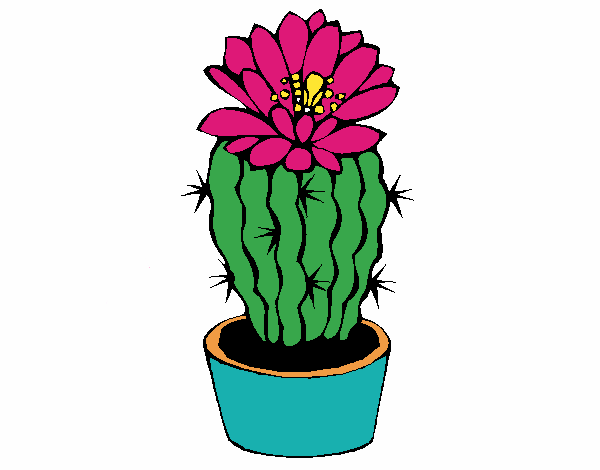 cactus agus