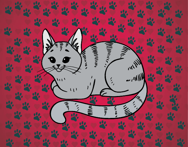 Dibujo Gato joven pintado por Antomarisa
