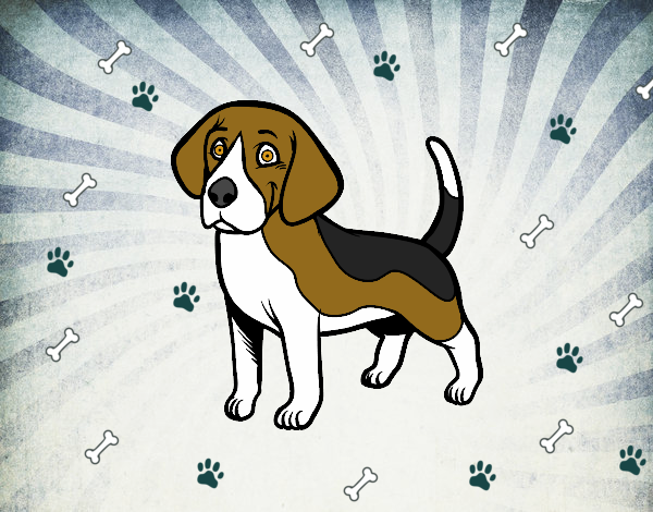 Dibujo Perro Beagle pintado por pablo-XD