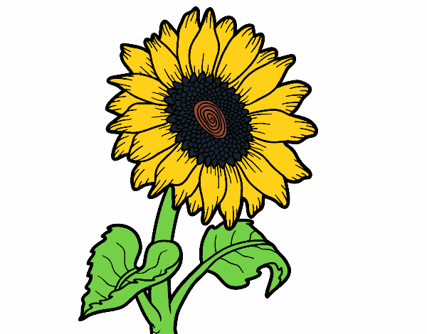 Dibujo Un girasol pintado por jovankaS