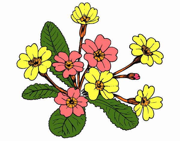 Dibujo Primula pintado por belladona