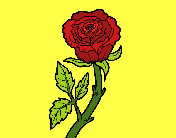 Rosa del amor
