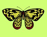 Dibujo Mariposa alexandra pintado por martanoemi