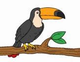 201718/un-tucan-animales-aves-10998823_163.jpg