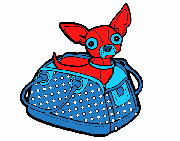 Chihuahua de viaje
