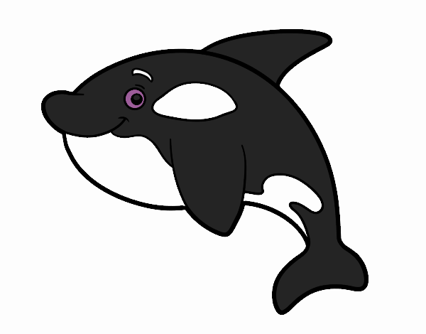 Orca joven