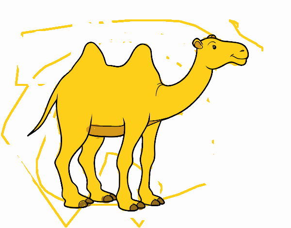 Camello africano