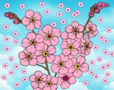 Dibujo Flor de cerezo pintado por Joddy