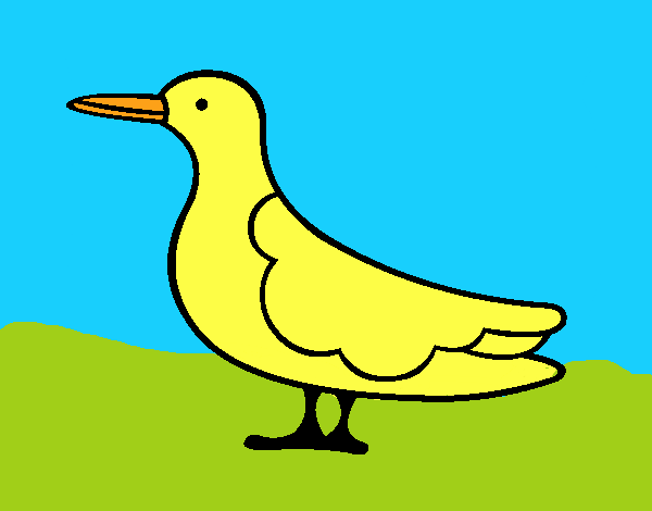 Pájaro 3