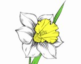 Dibujo Flor de narciso pintado por DBZ8000