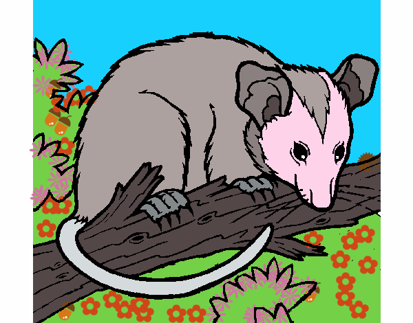 Ardilla possum