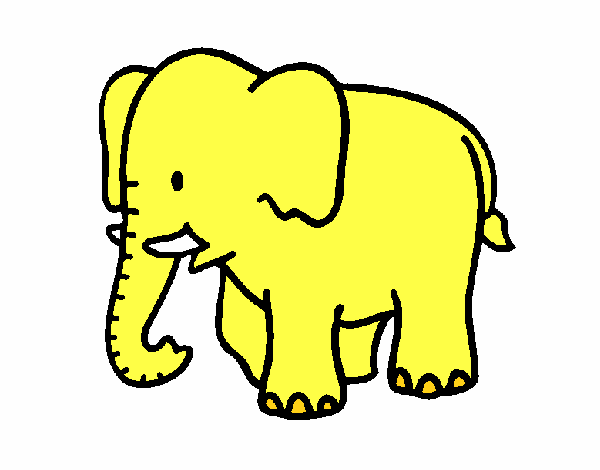 Elefante bebe