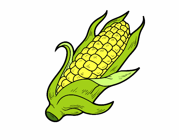 Dibujo Una mazorca de maíz pintado por albabm24