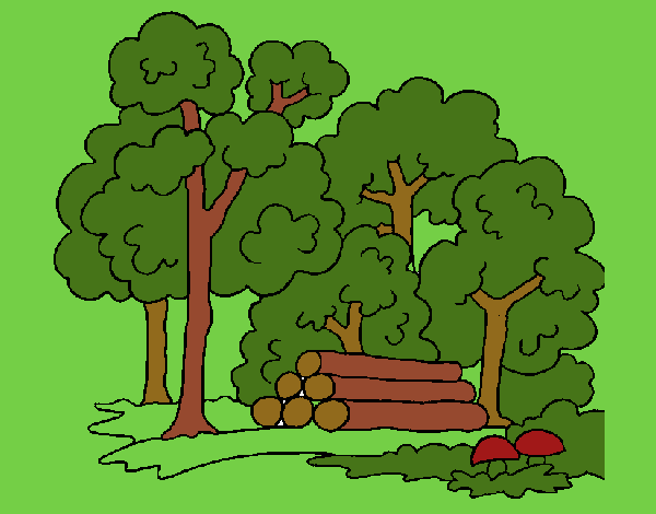 Bosque 2