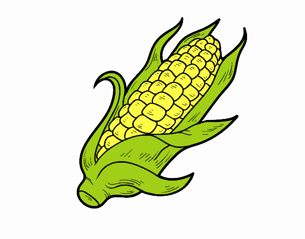 Dibujo Una mazorca de maíz pintado por Francesita