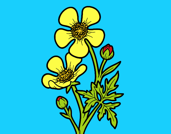 Flor botón de oro