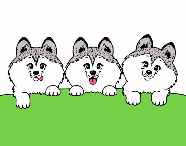 3 perritos