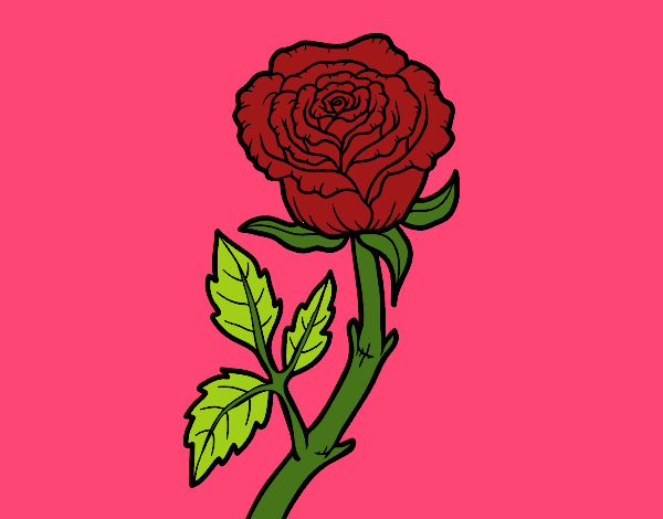 Mi hermosa rosa