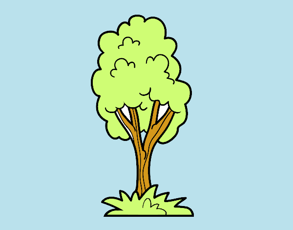 Un árbol de parque