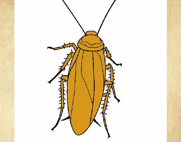 cucaracha cenicienta 