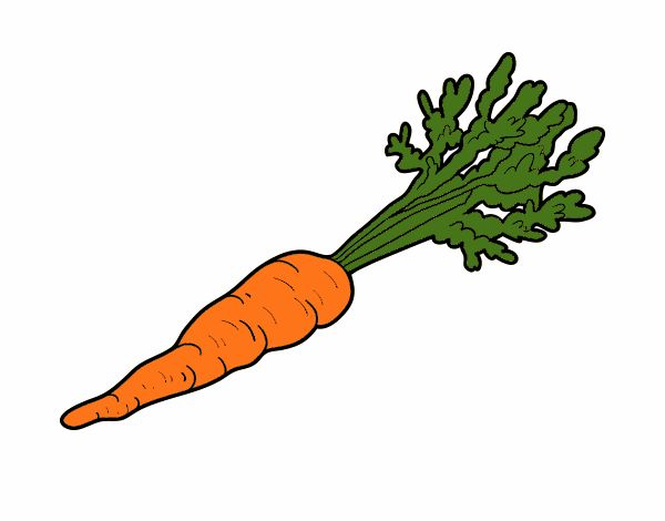 Zanahoria ecológica