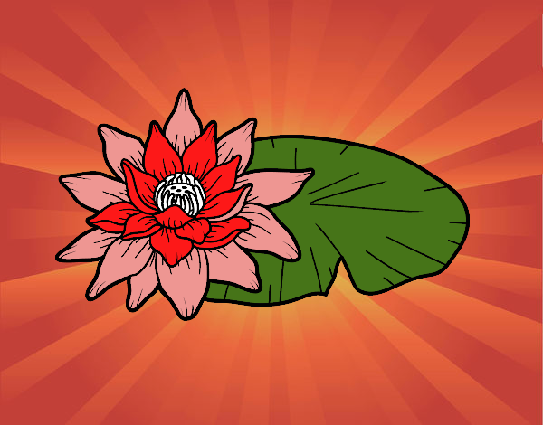 Una flor de loto