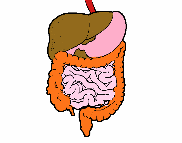 Dibujo De Sistema Digestivo Pintado Por En Dibujos Net El My XXX Hot Girl