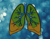 Pulmones y bronquios