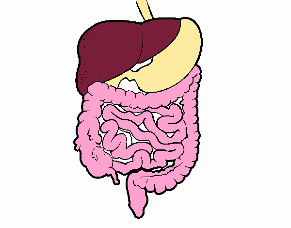 el sistema digestivo