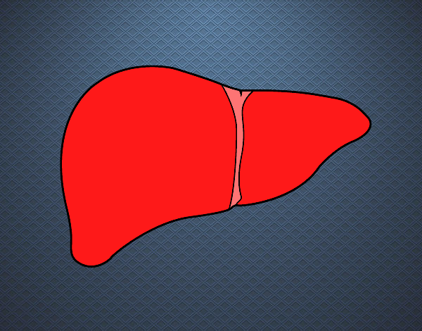 Hígado humano