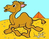 Camello 1