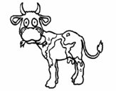 Vaca 1