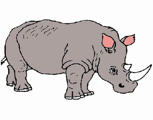 rinoceronte asiatico