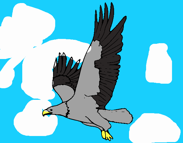 águila chilena aves de chile laura ornitologa especial