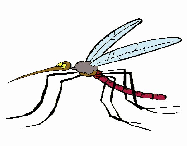 Mosquito 2