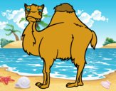 Camello aburrido