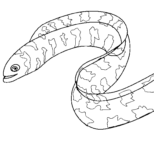 Dibujo de Anguila para Colorear