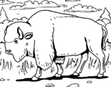 Dibujo de Búfalo  para colorear