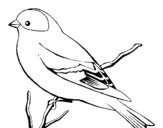Dibujo de Canario salvaje para colorear